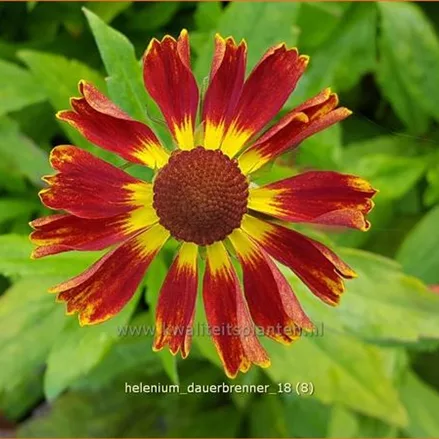 Helenium 'Dauerbrenner'