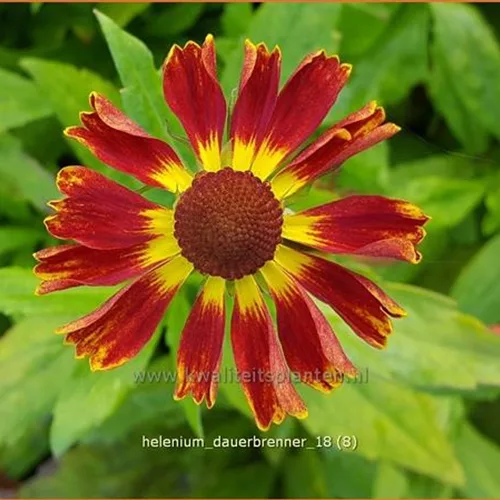 Helenium 'Dauerbrenner'