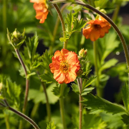 Geum chiloense 'Fire Storm'