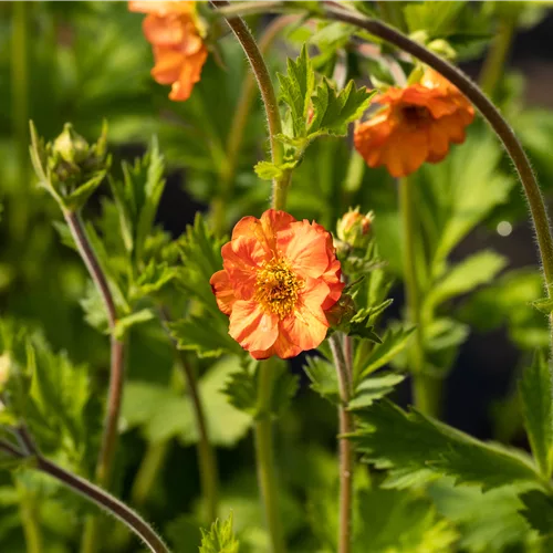 Geum chiloense 'Fire Storm'