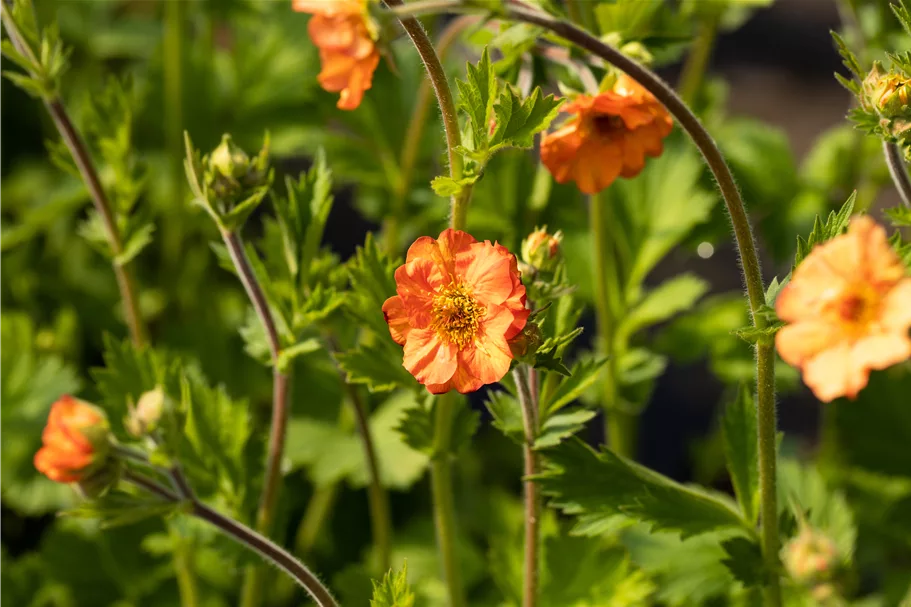 Geum chiloense 'Fire Storm'