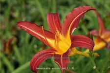 Hemerocallis 'Autumn Red'