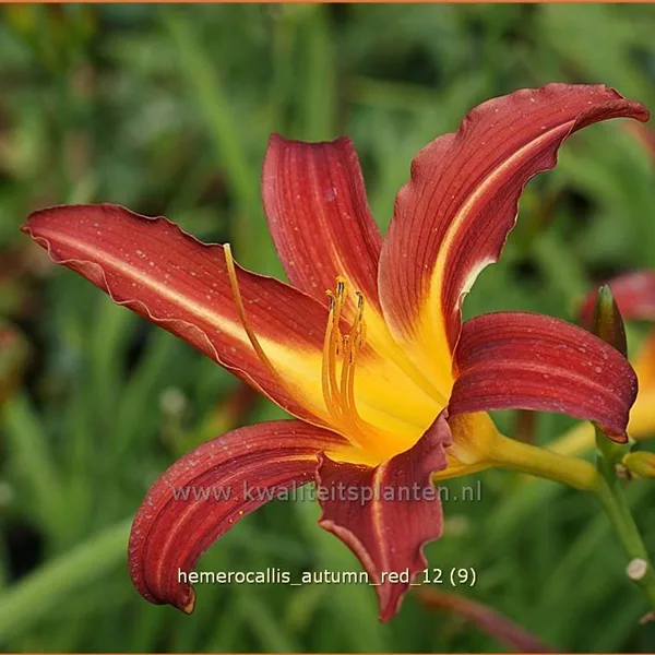 Hemerocallis 'Autumn Red'