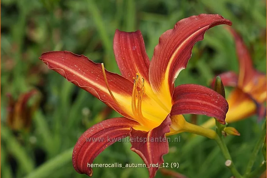 Hemerocallis 'Autumn Red'