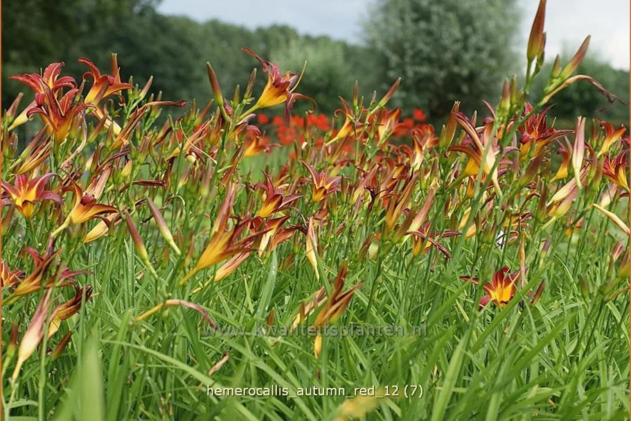 Hemerocallis 'Autumn Red'
