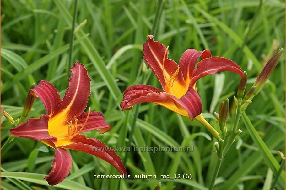 Hemerocallis 'Autumn Red'
