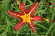 Hemerocallis 'Autumn Red'