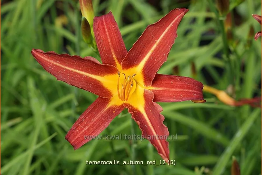 Hemerocallis 'Autumn Red'