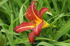 Hemerocallis 'Autumn Red'