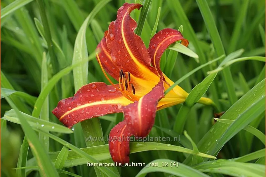Hemerocallis 'Autumn Red'