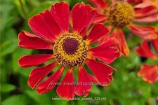 Helenium 'Dunkle Pracht'
