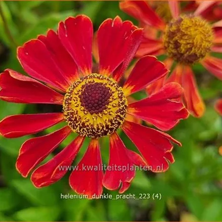 Helenium 'Dunkle Pracht'