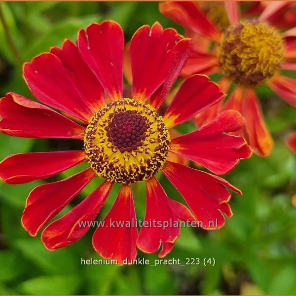 Helenium 'Dunkle Pracht'