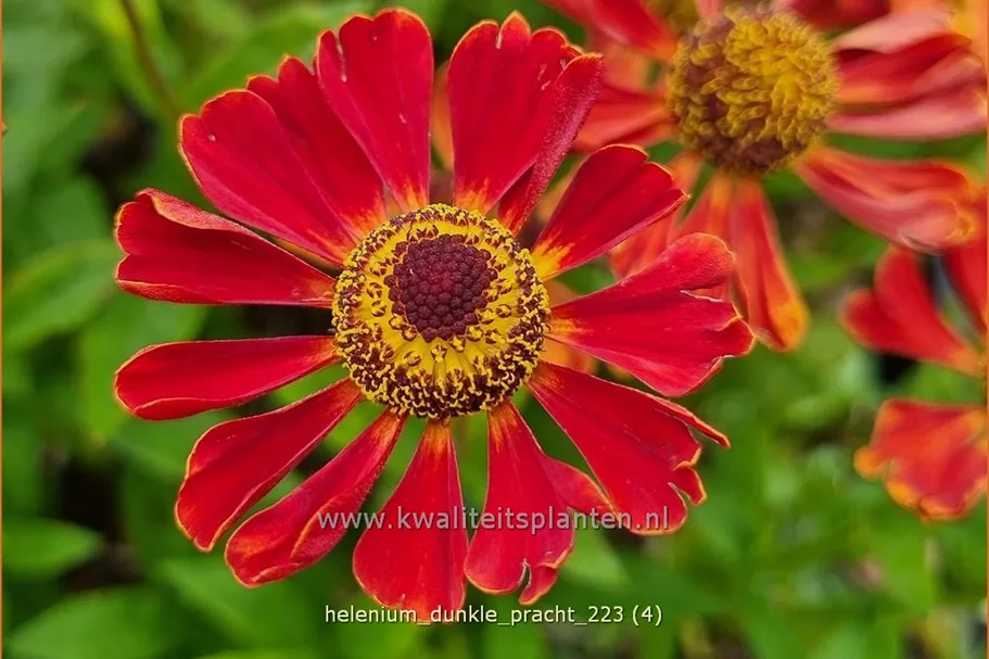 Helenium 'Dunkle Pracht'