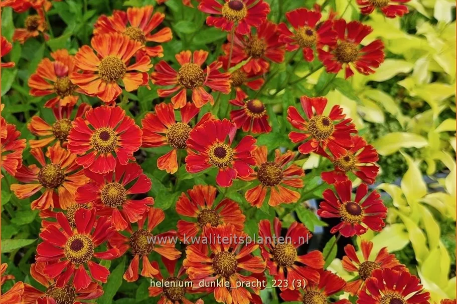 Helenium 'Dunkle Pracht'