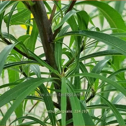 Helianthus salicifolius var. orgyalis