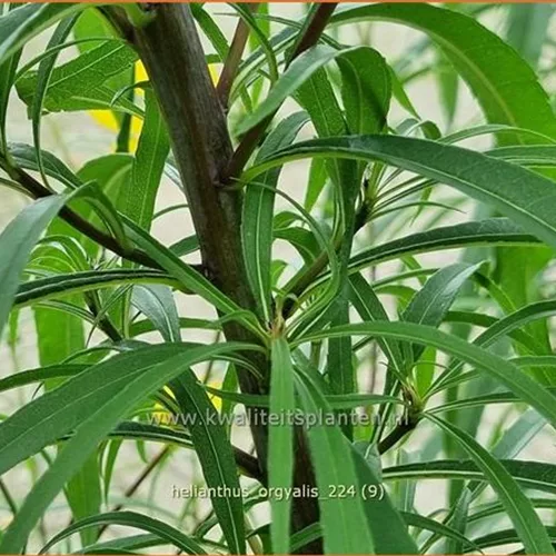 Helianthus salicifolius var. orgyalis