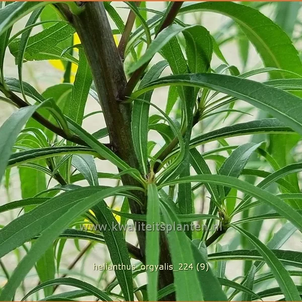 Helianthus salicifolius var. orgyalis