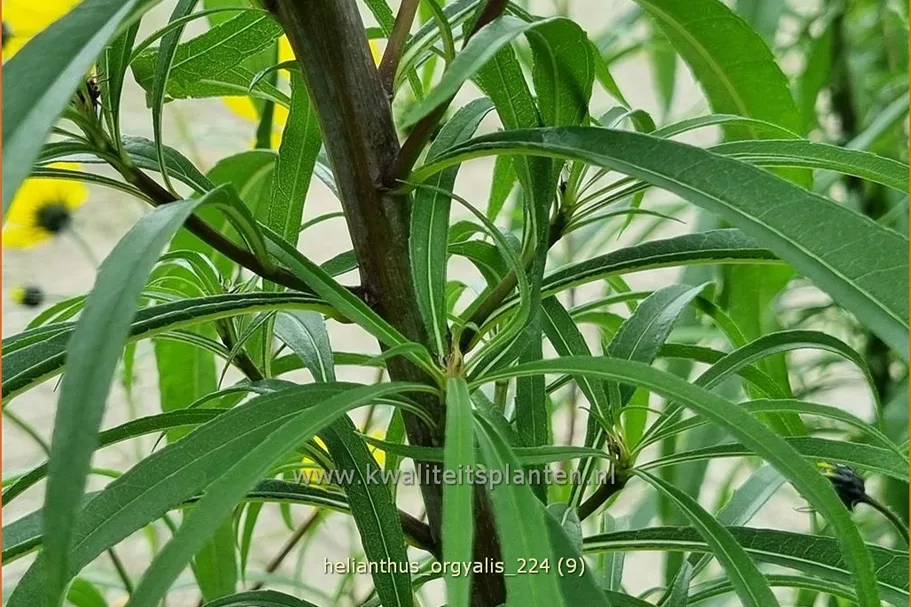 Helianthus salicifolius var. orgyalis