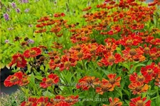 Helenium 'Dunkle Pracht'