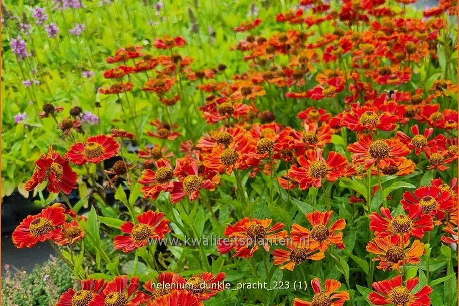 Helenium 'Dunkle Pracht'