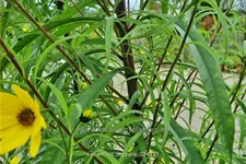 Helianthus salicifolius var. orgyalis
