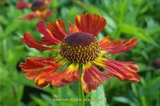 Helenium 'Dunkle Pracht'