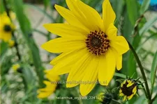 Helianthus salicifolius var. orgyalis