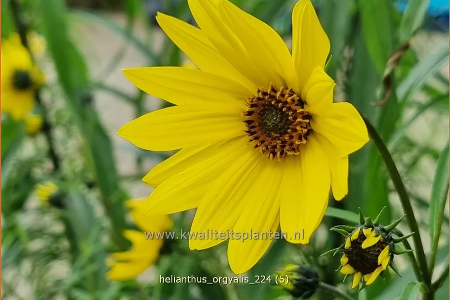 Helianthus salicifolius var. orgyalis