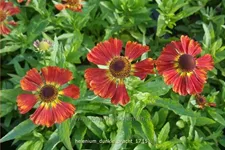 Helenium 'Dunkle Pracht'
