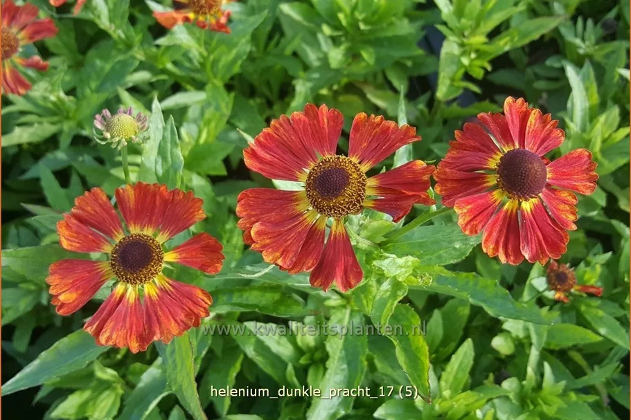 Helenium 'Dunkle Pracht'