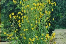 Helianthus salicifolius var. orgyalis