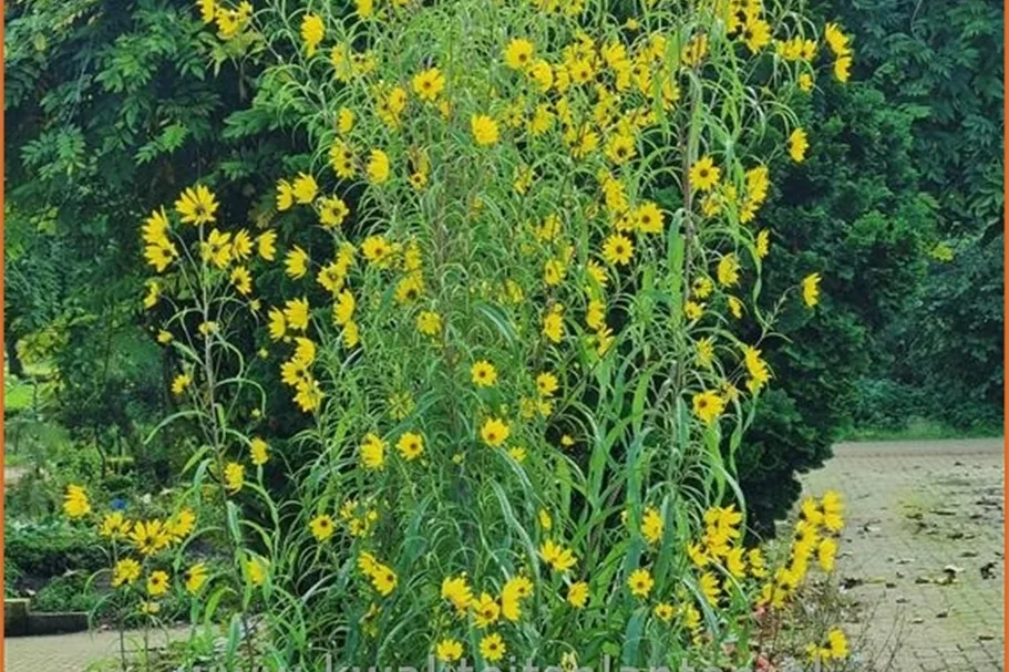 Helianthus salicifolius var. orgyalis