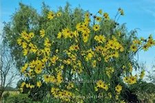 Helianthus salicifolius var. orgyalis