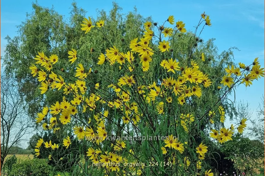 Helianthus salicifolius var. orgyalis