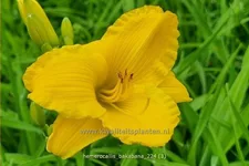 Hemerocallis 'Bakabana'