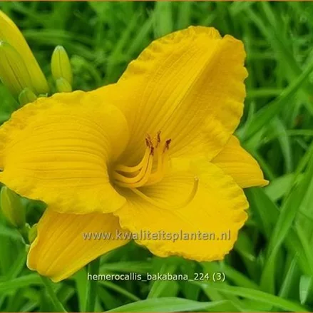 Hemerocallis 'Bakabana'