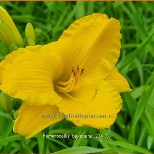 Hemerocallis 'Bakabana'