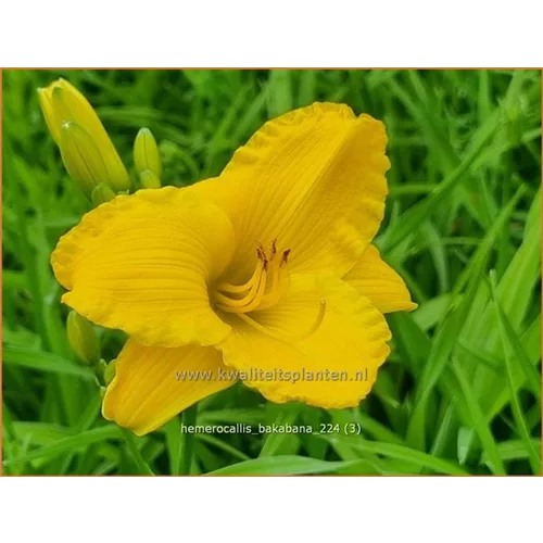 Hemerocallis 'Bakabana'