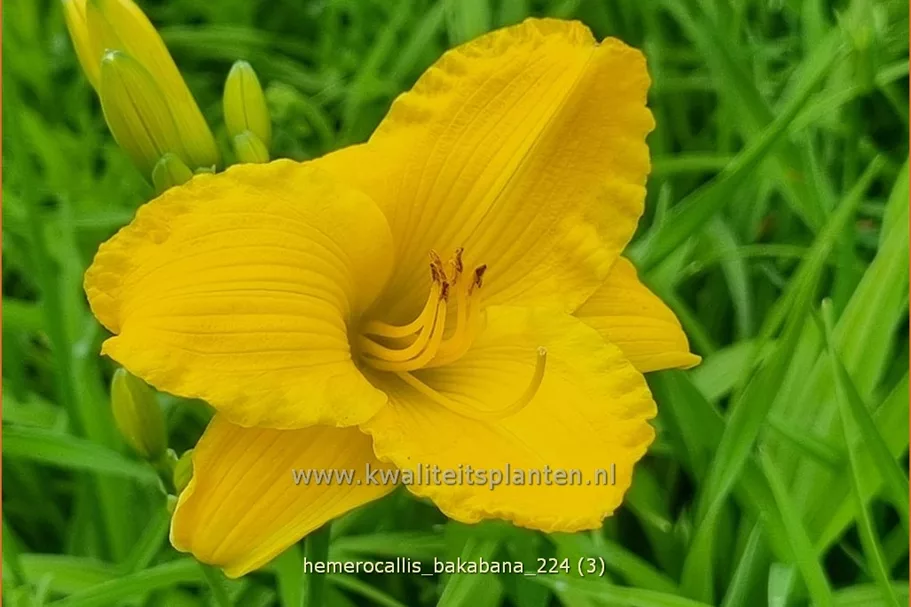 Hemerocallis 'Bakabana'