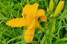 Hemerocallis 'Bakabana'