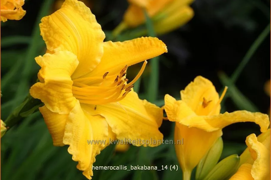 Hemerocallis 'Bakabana'
