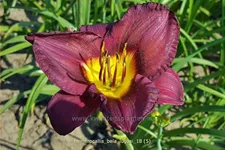 Hemerocallis 'Bela Lugosi'