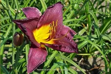 Hemerocallis 'Bela Lugosi'
