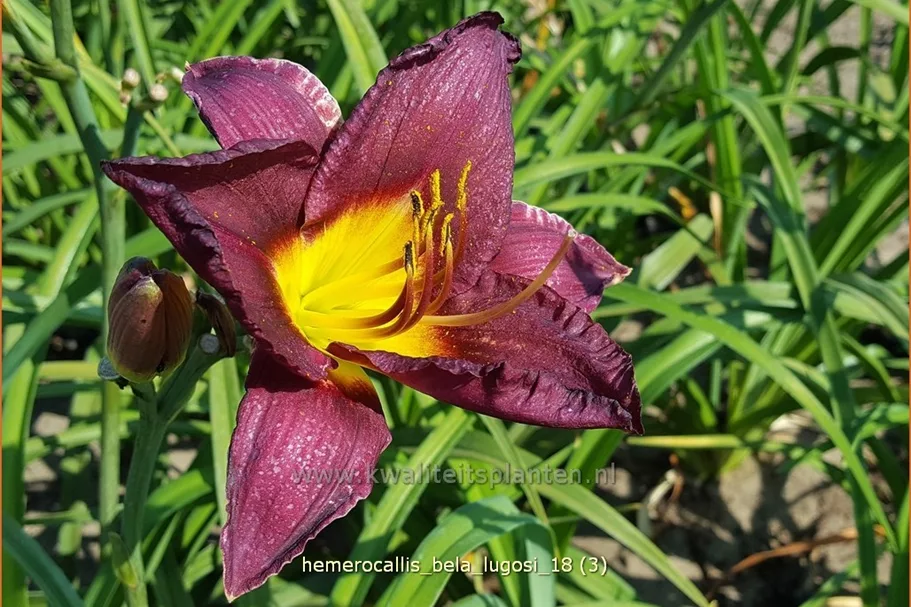 Hemerocallis 'Bela Lugosi'