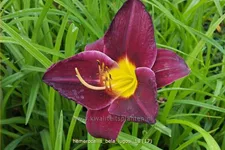 Hemerocallis 'Bela Lugosi'