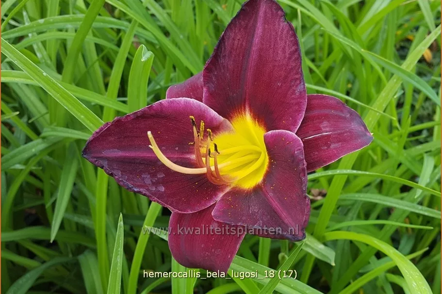Hemerocallis 'Bela Lugosi'
