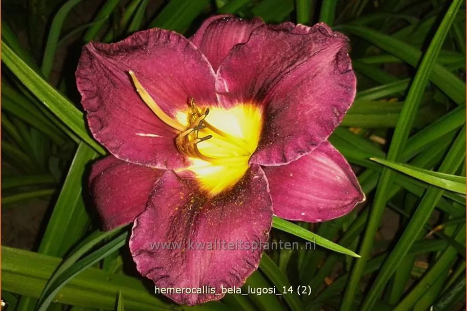 Hemerocallis 'Bela Lugosi'