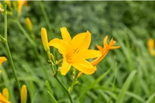 Hemerocallis 'Bela Lugosi'
