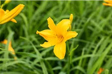 Hemerocallis 'Bela Lugosi'